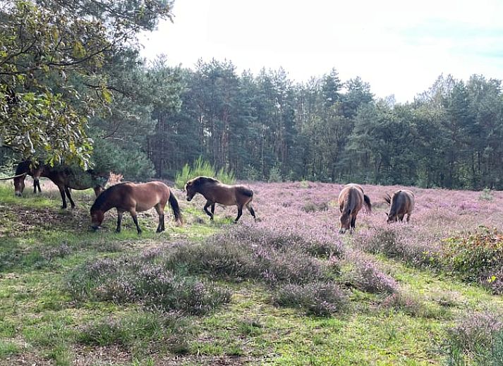 Unterkunft 381105 - Ferienhaus Noord Limburg - Vakantiehuisje in Melderslo