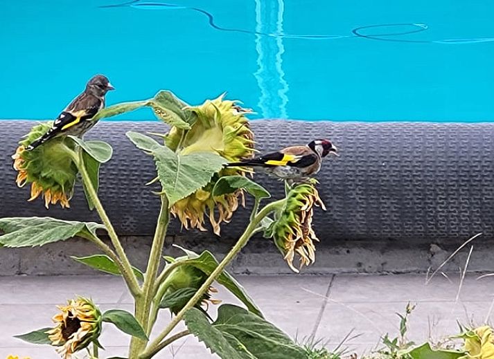 Moderne keuken in Vakantiehuis in Venlo, Noord Limburg met stijlvolle afwerking en alle gemakken.