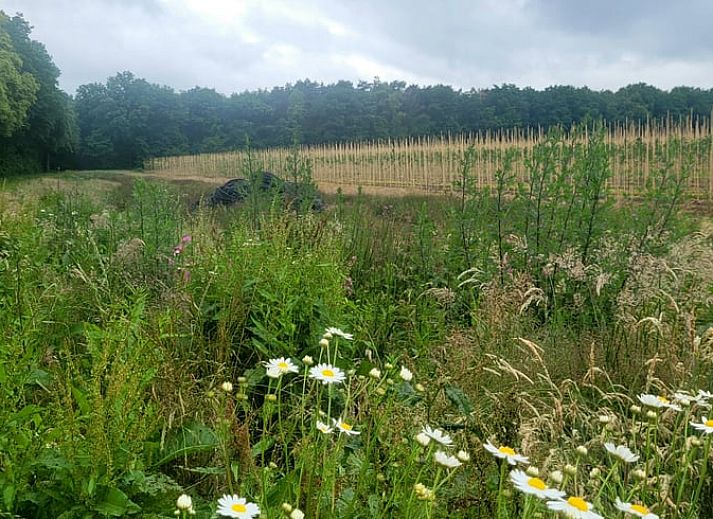 Unterkunft 382202 - Ferienhaus Noord Limburg - Huisje in Broekhuizenvorst
