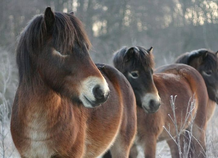 Unterkunft 382202 - Ferienhaus Noord Limburg - Huisje in Broekhuizenvorst