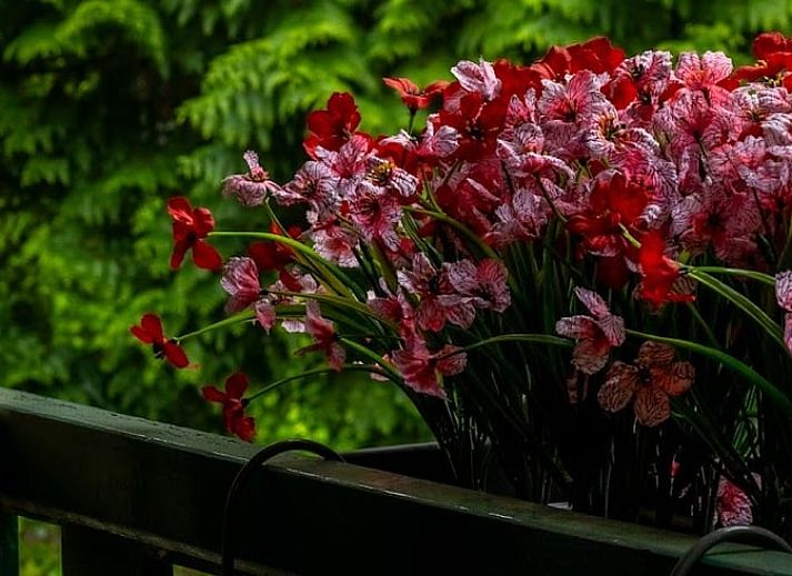 Unterkunft 382611 - Ferienhaus Noord Limburg - Vakantiehuisje in Blitterswijck