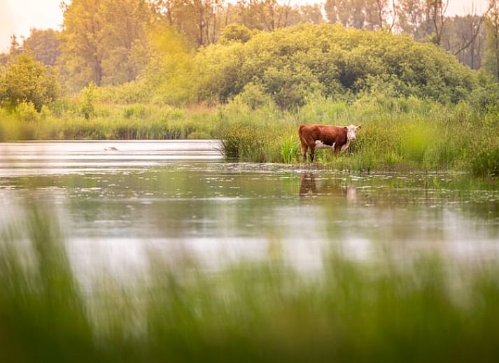 Unterkunft 382611 - Ferienhaus Noord Limburg - Vakantiehuisje in Blitterswijck