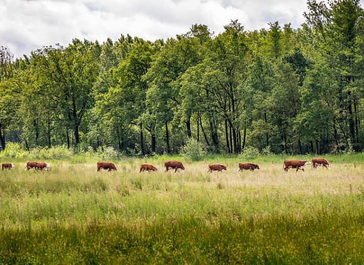 Unterkunft 382611 - Ferienhaus Noord Limburg - Vakantiehuisje in Blitterswijck