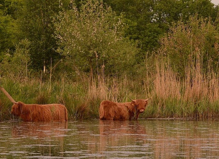 Essecke in Cottage in Blitterswijck, charmantes Ferienhaus in Blitterswijck, Nordlimburg.