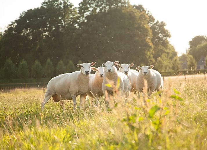 Wide views of nature and grassland at Holiday Home in Afferden, North Limburg.