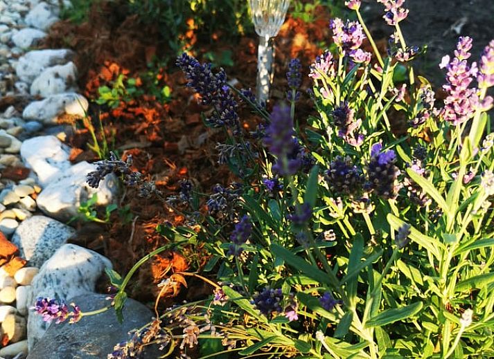 Schoener Naturspaziergang in der Naehe des Ferienhauses in Amerika, Nord-Limburg.