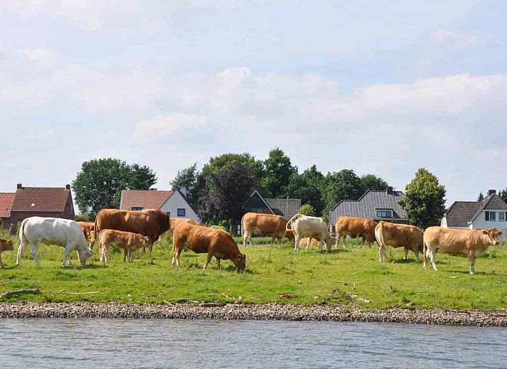Unterkunft 383905 - Ferienhaus Noord Limburg - L270