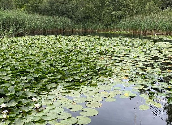 Unterkunft 384032 - Ferienhaus Noord Limburg - Vakantiehuisje in Maasbree