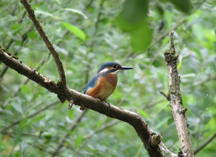 Unterkunft 384106 - Ferienhaus Noord Limburg - Huisje in Grubbenvorst