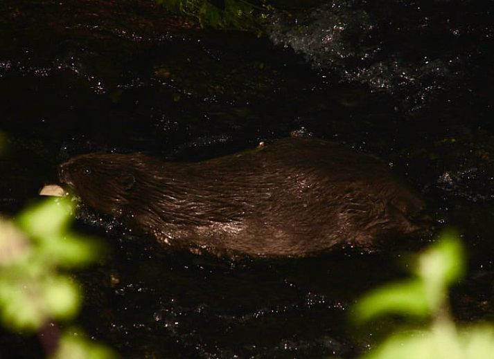 Unterkunft 384106 - Ferienhaus Noord Limburg - Huisje in Grubbenvorst