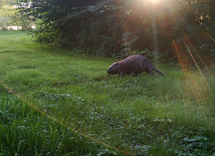Unterkunft 384114 - Ferienhaus Noord Limburg - Vakantiehuis in Grubbenvorst