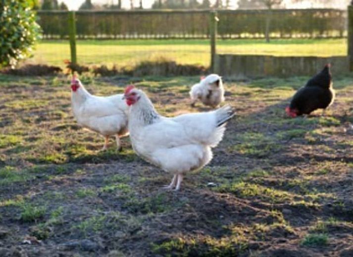 Unterkunft 384210 - Ferienhaus Noord Limburg - Huisje in Siebengewald