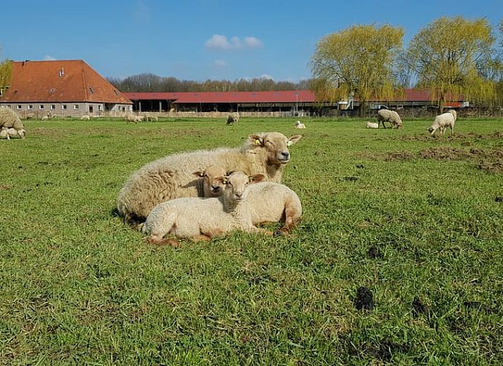 Guest house 384301 - Holiday property Noord Limburg - Vakantiehuisje in Roermond