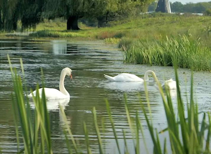 Ferienhaus L285 in Beesel, umgeben von ueppiger gruener Natur.