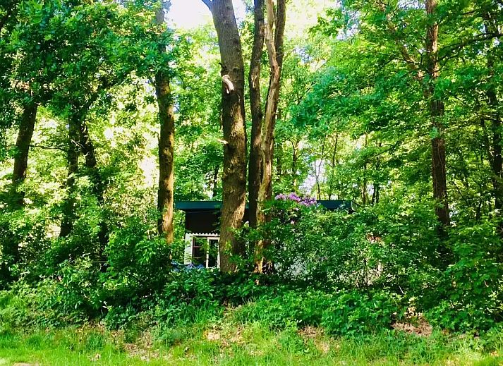 Verblijf 384736 - Vakantiewoning Noord Limburg - Boshuisje