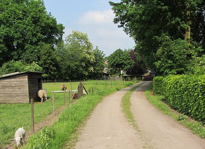 Unterkunft 385221 - Ferienhaus Noord Limburg - Huisje in Sevenum
