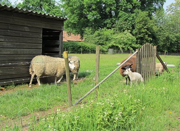 Unterkunft 385222 - Ferienhaus Noord Limburg - Vakantiehuisje in Sevenum