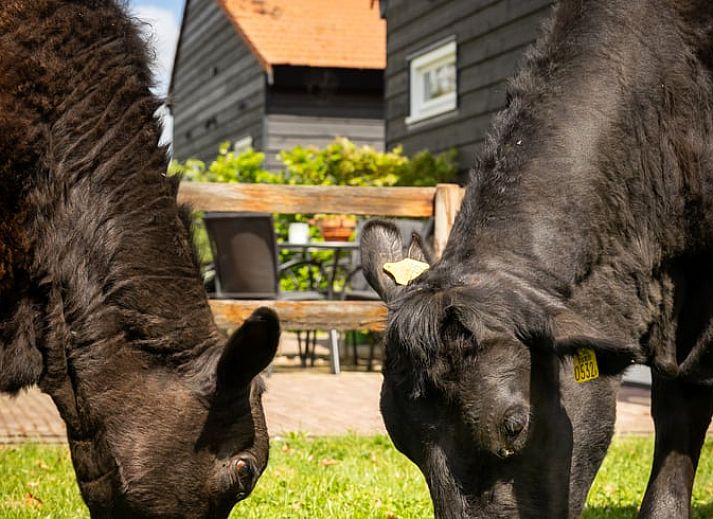 Moderne Kueche in einem Ferienhaus in Baexem, Nord-Limburg mit Holzoberflaeche.