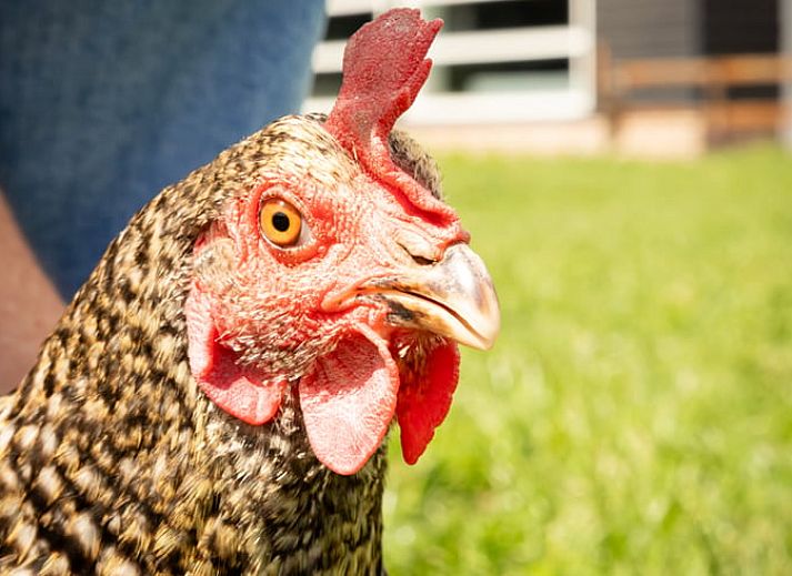 Moderne Kueche in einem Ferienhaus in Baexem, Nord-Limburg mit Holzoberflaeche.