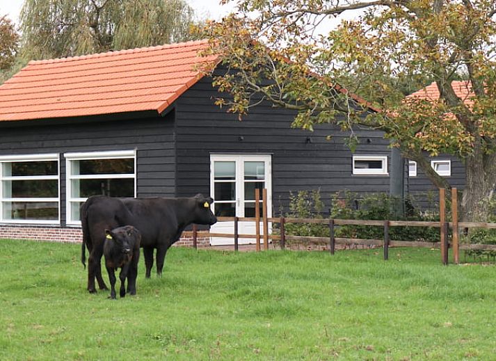 Ferienhaus in Baexem, Nord-Limburg, mit weidenden Kuehen im Garten.