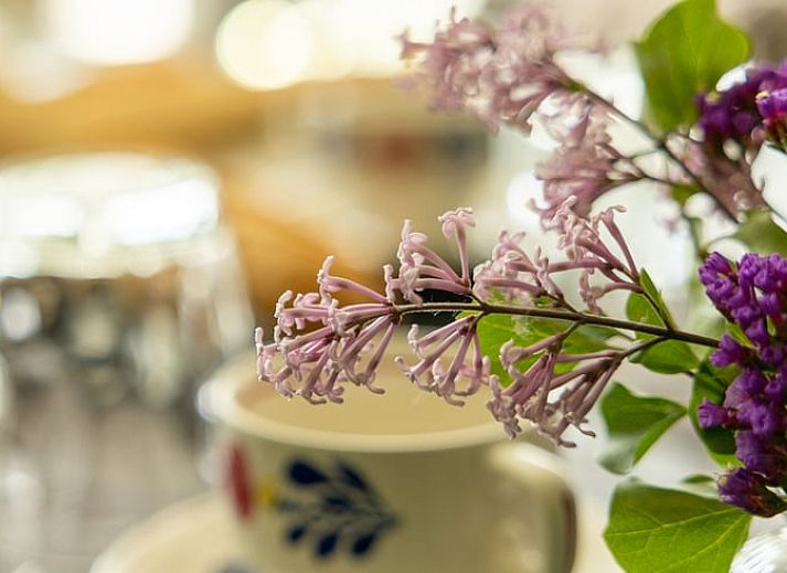 Ferienhaus in Baexem, Nord-Limburg, mit weidenden Kuehen im Garten.