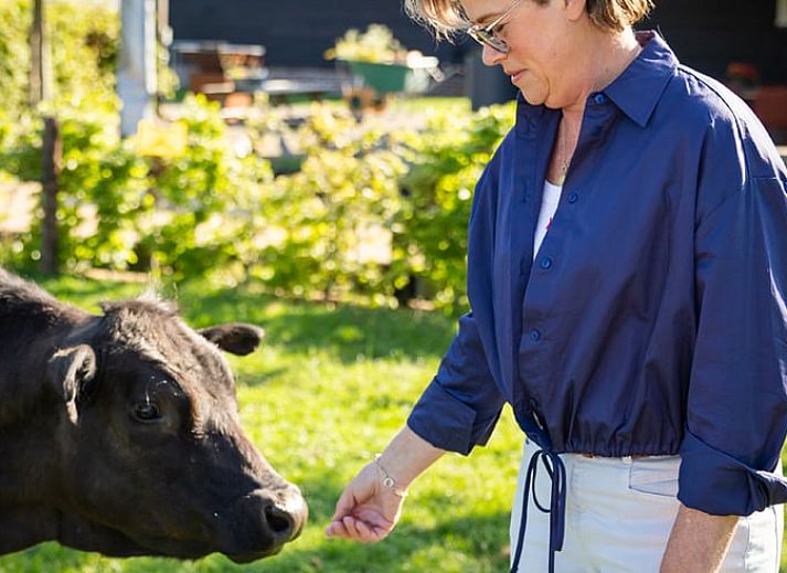 Gemuetlich gedeckter Tisch im Ferienhaus in Baexem, Nord-Limburg, Ferienhaus.