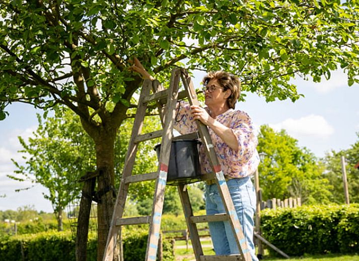 Gemuetlich gedeckter Tisch im Ferienhaus in Baexem, Nord-Limburg, Ferienhaus.