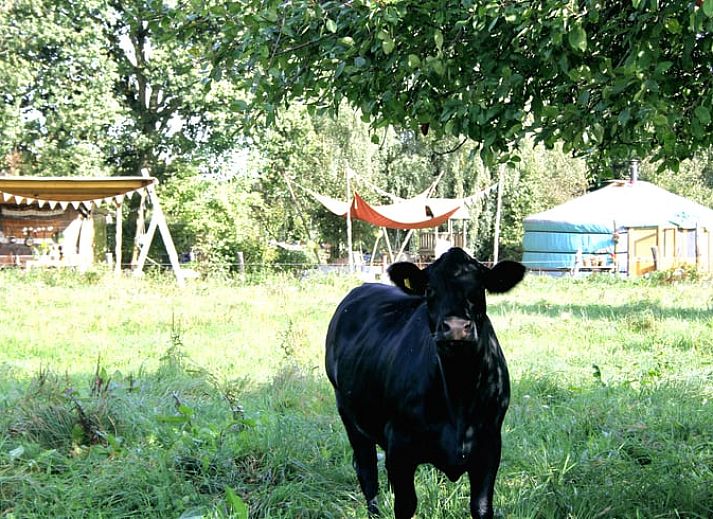 Unterkunft 385613 - Ferienhaus Noord Limburg - Vakantiehuis in Baexem