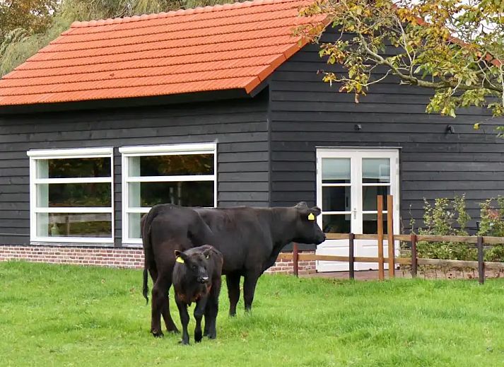 Guest house 385614 - Holiday property Noord Limburg - Huisje Met de kippen Op Stok/Sierkip