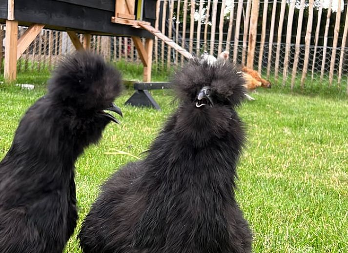 Gezellige woonkamer van Vakantiehuisje in Heythuysen, Noord Limburg, Limburg.