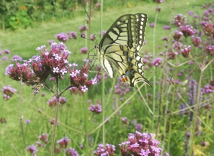 Guest house 386201 - Holiday property Noord Limburg - Vakantiehuisje in Grashoek