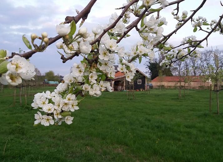 Guest house 386201 - Holiday property Noord Limburg - Vakantiehuisje in Grashoek