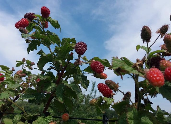 Woonkamer in Vakantiehuisje in Grashoek, Noord Limburg. Comfortabele zithoek met uitzicht op de tuin.