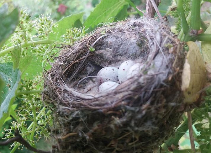 Bloesem in de tuin van Vakantiehuisje in Grashoek, Noord Limburg. Prachtige natuur rondom het vakantiehuis.