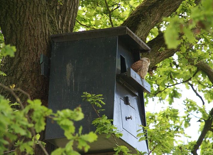 Badkamer in Vakantiehuisje in Grashoek, Noord Limburg. Stijlvolle wastafels en houten details in de badkamer.