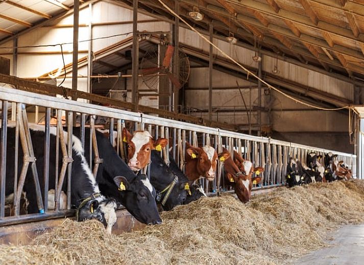 Guest house 386902 - Holiday property Noord Limburg - Vakantiehuis in Broekhuizen LB