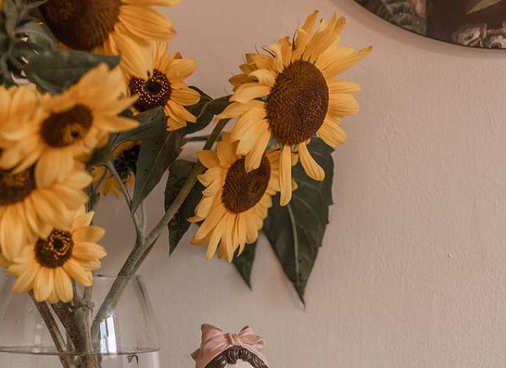 Welcome package in Holiday Home in Maastricht, South Limburg with information folder and flowers.