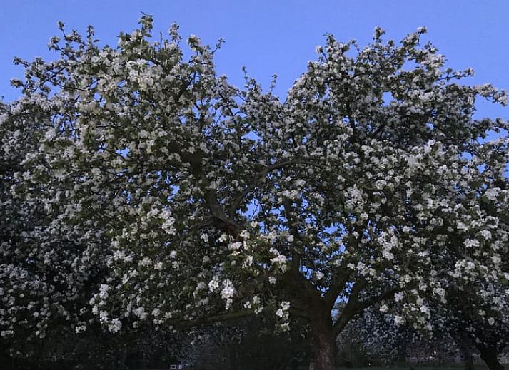 Gezellige binnenruimte van Vakantiehuisje in Heijenrath, Zuid Limburg met houten trap en stijlvolle meubels.