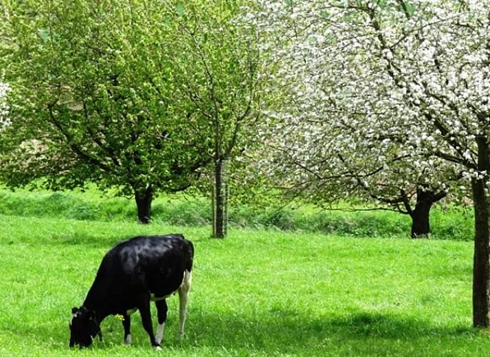 Gezellige binnenruimte van Vakantiehuis in Mechelen, Zuid Limburg met ruime keuken en eethoek voor een ontspannen verblijf.
