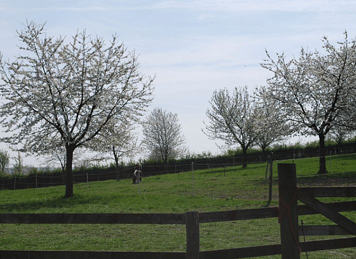 Geniet van de rust op het terras van Vakantiehuis in Mechelen, Zuid Limburg, omgeven door groene tuinen en een uitnodigende sfeer.