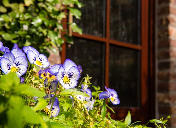 Vakantiehuis in Mechelen biedt een charmante, groene gevel in Zuid Limburg, perfect voor een ontspannen verblijf in de natuur.
