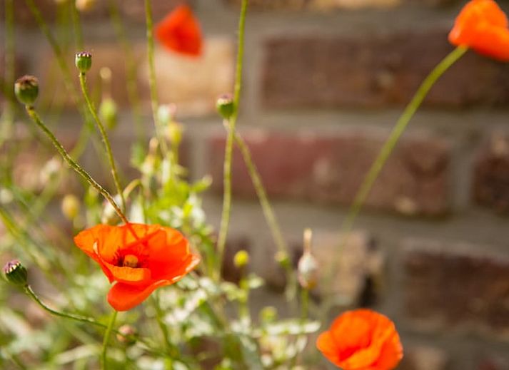 Geniet van de zonnige tuin en het terras van Vakantiehuis in Mechelen, Zuid Limburg, ideaal voor ontspanning in de natuur van Limburg.