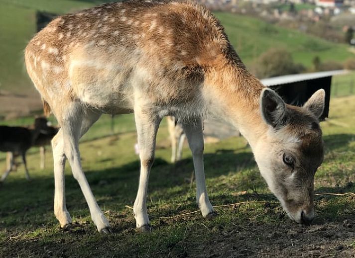 Relax on the terrace of Cottage in Schin op Geul with stunning views of South Limburg.