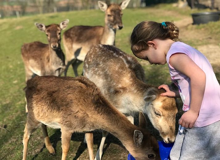 Zonnig terras bij Vakantiehuisje in Schin op Geul, Zuid Limburg, ideaal voor ontspanning.