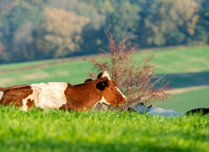Comfortabele slaapkamer met werkruimte in Vakantiehuis in Gulpen, Zuid Limburg.