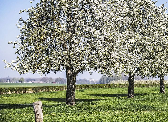 Verblijf 390926 - Vakantiewoning Zuid Limburg - Vakantiehuis Bungalowpark Landsrade