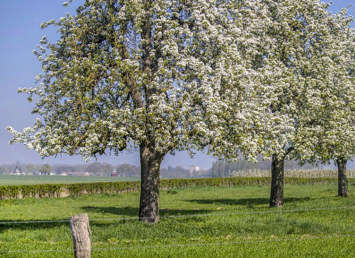 Unterkunft 390933 - Ferienhaus Zuid Limburg - Vakantiehuis Bungalowpark Landsrade