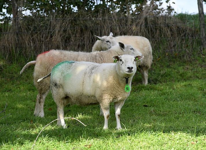 Aussenansicht des Ferienhauses in Klimmen, Suedlimburg, mit traditioneller Architektur und schoenem Garten.