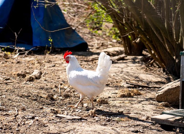 Moderne zithoek in Vakantiehuis in Klimmen, Zuid Limburg, met leren banken en een flatscreen-tv.