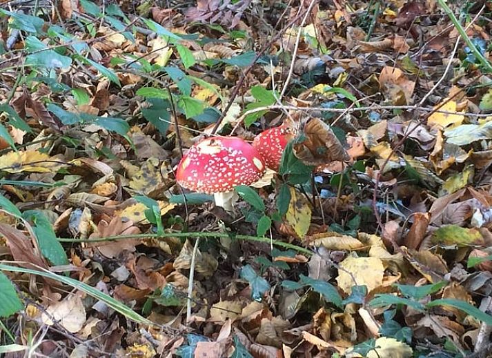Red front door of Holiday home in Epen, South Limburg, surrounded by green bushes.